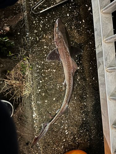 芝浦南ふ頭公園