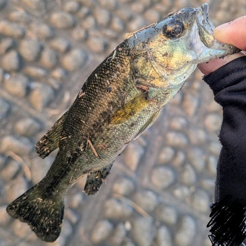 ラージマウスバスの釣果