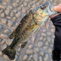 ラージマウスバス