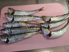 マイワシの釣果