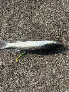 コボラの釣果