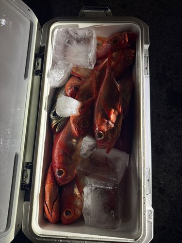 キンメダイの釣果