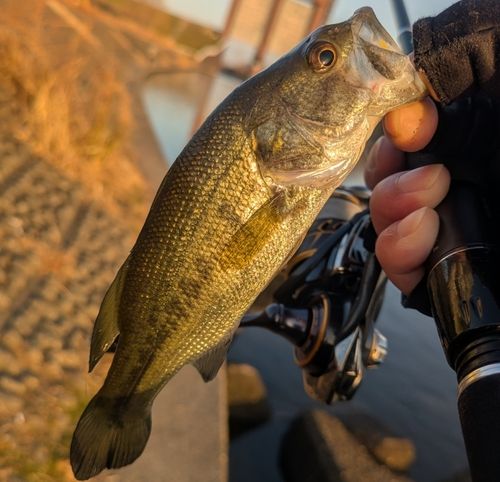 ラージマウスバスの釣果
