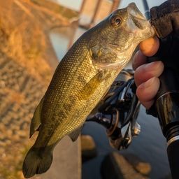 ラージマウスバス