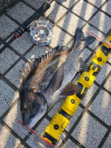 クロダイの釣果