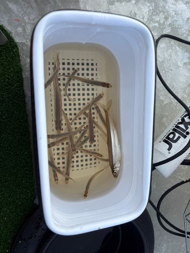 ワカサギの釣果