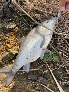 ヘラブナの釣果