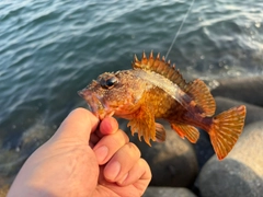 ガシラの釣果