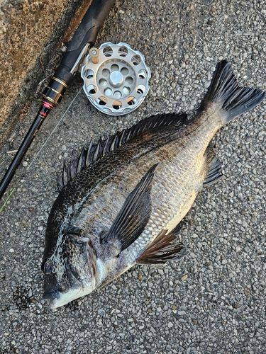 クロダイの釣果