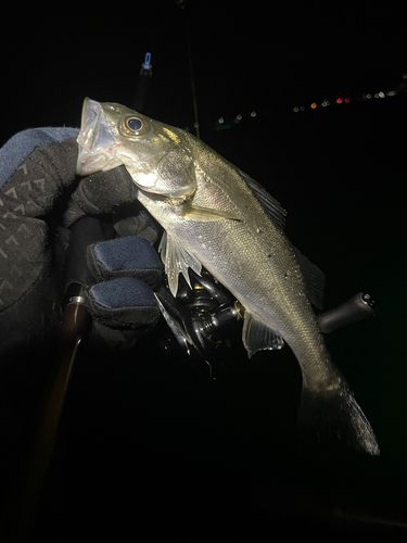 セイゴ（マルスズキ）の釣果