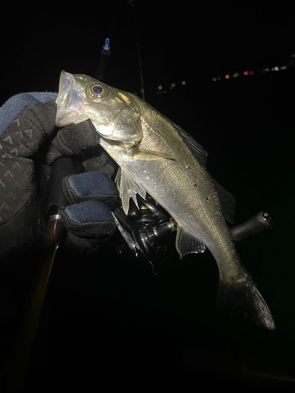 セイゴ（マルスズキ）