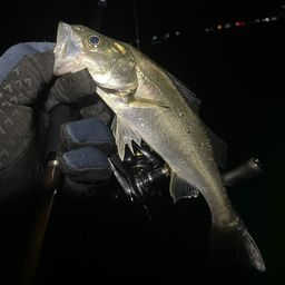 セイゴ（マルスズキ）