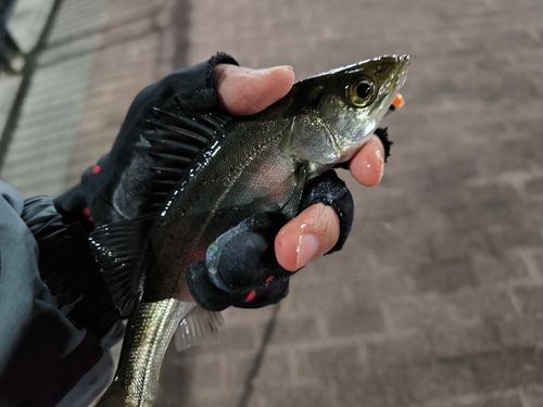 豊洲ぐるり公園