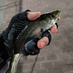 セイゴ（マルスズキ）