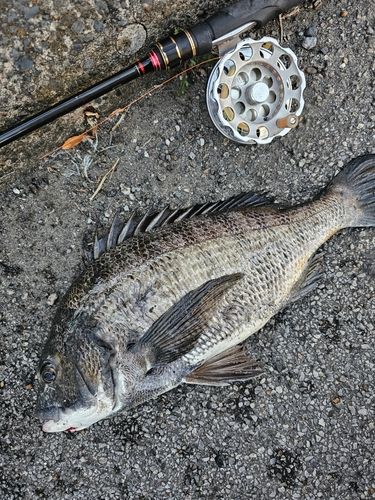 クロダイの釣果
