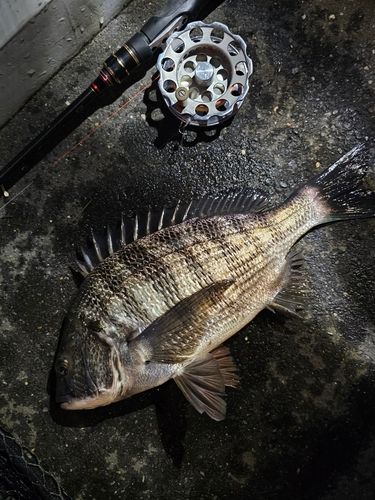 クロダイの釣果