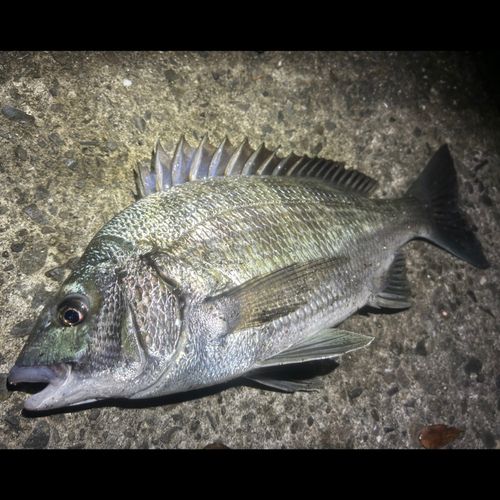 クロダイの釣果