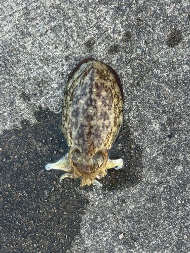 コウイカの釣果