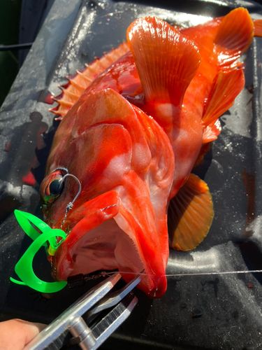 アカハタの釣果