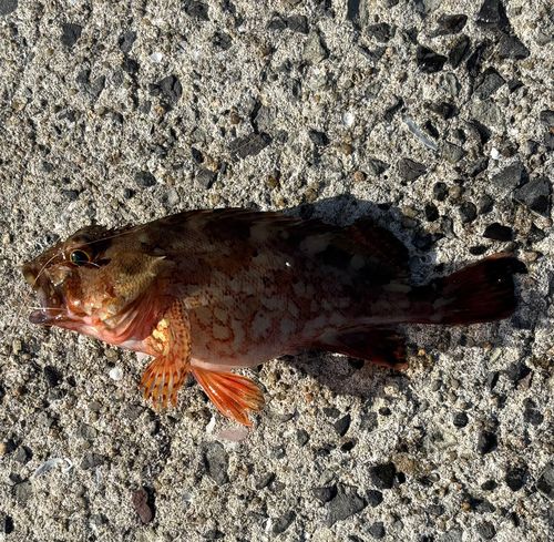 アラカブの釣果