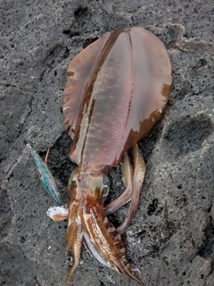 アオリイカの釣果