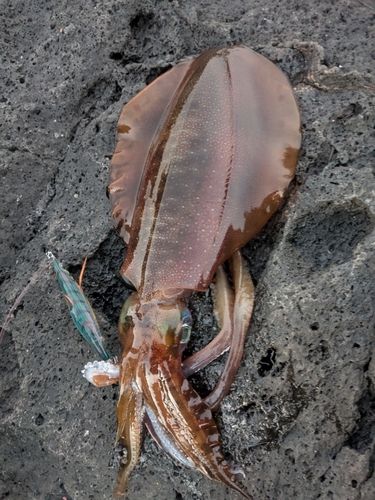 アオリイカの釣果