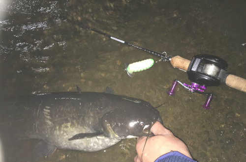 マナマズの釣果