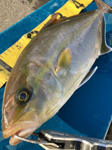 カンパチの釣果