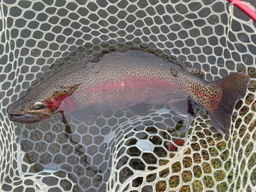 レインボートラウトの釣果