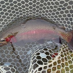 レインボートラウト