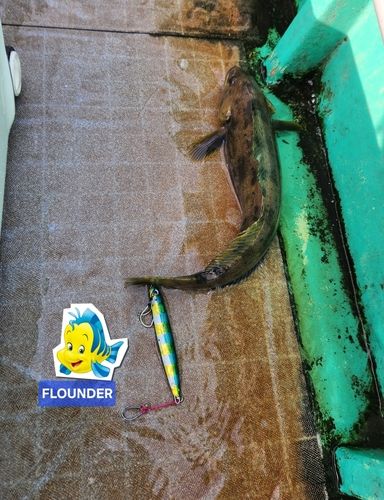 アイナメの釣果