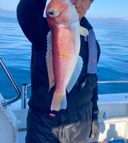 アマダイの釣果