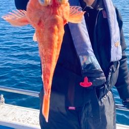 ウッカリカサゴ