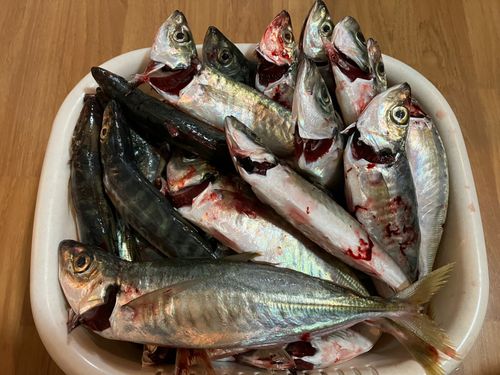 仮屋湾遊漁センター