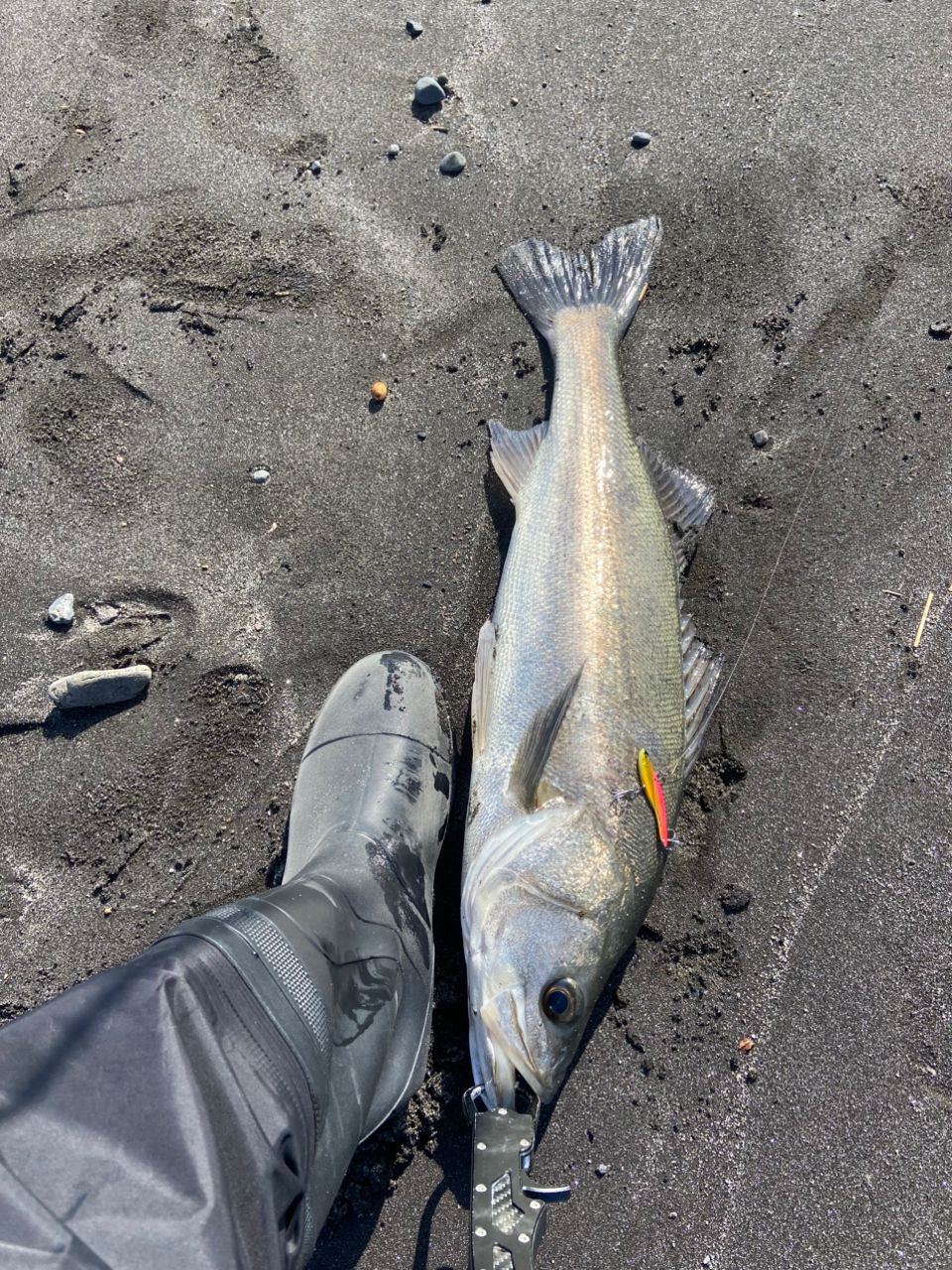 セイゴ（マルスズキ）