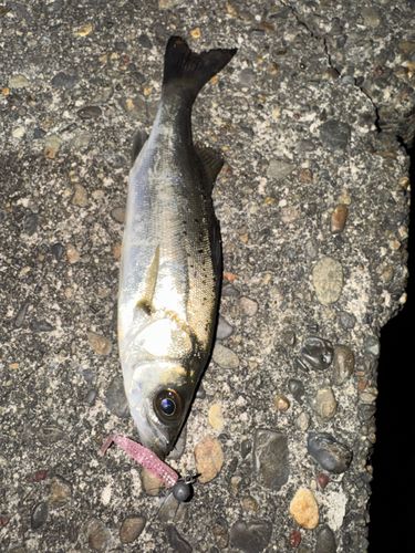 セイゴ（タイリクスズキ）の釣果