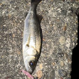 セイゴ（タイリクスズキ）