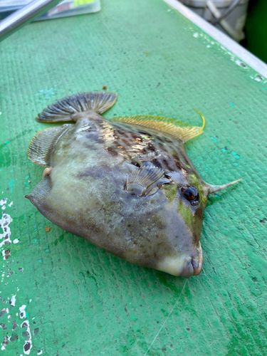 カワハギの釣果