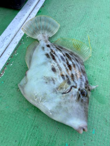 カワハギの釣果