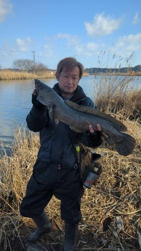 ライギョの釣果