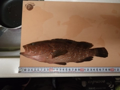 キジハタの釣果