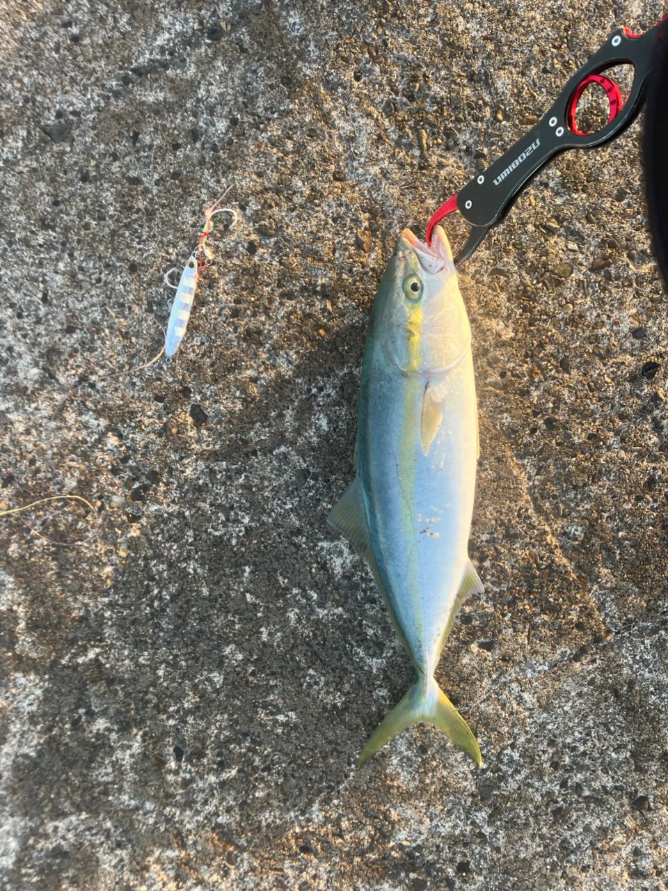 APIA グランデージ アトラス BLUE RUNNER 100MHの最安値・インプレ