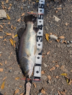 バラマンディの釣果