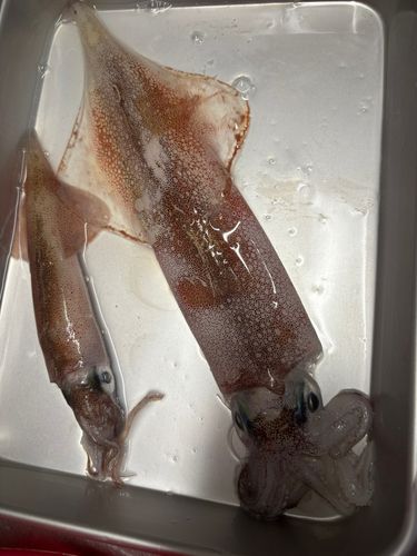 ヤリイカの釣果