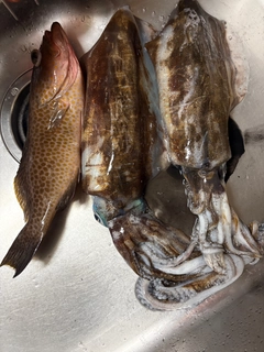 アオリイカの釣果