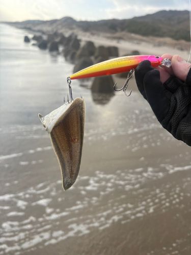シタビラメの釣果