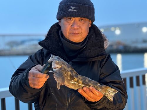 アイナメの釣果