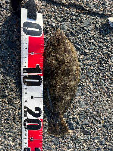 ヒラメの釣果
