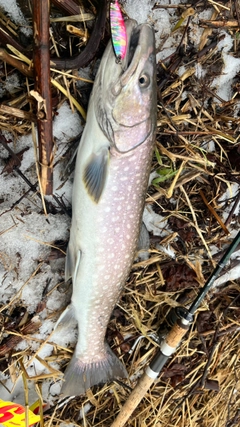 アメマスの釣果