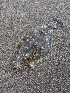 ソゲの釣果